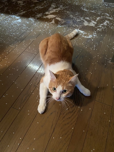 お米とネコちゃん