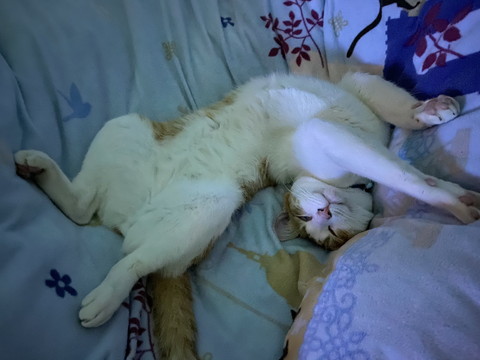 お米とネコちゃん