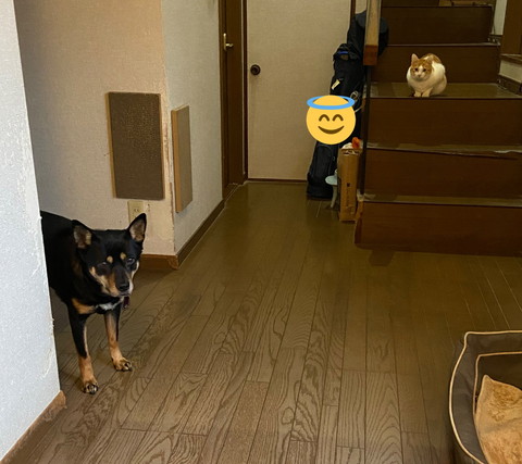 お米とネコちゃん