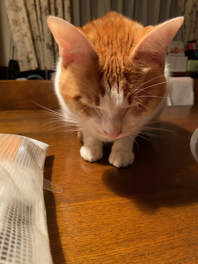 お米とネコちゃん