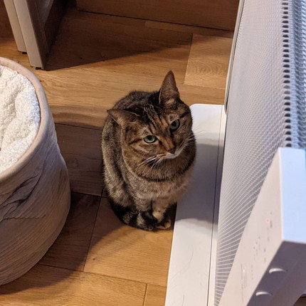 「まぼろしおムギ」