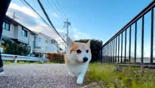 コーギー