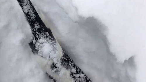 雪まみれハチくん