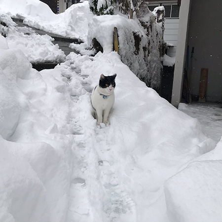 除雪された道とハチくん