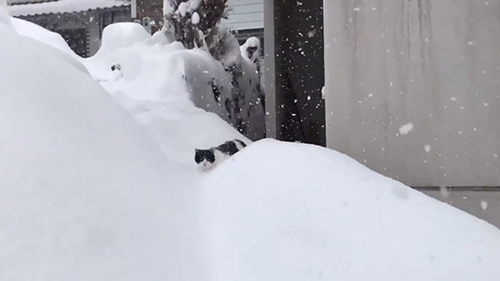 雪と猫
