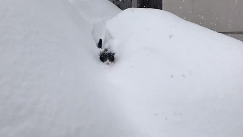 潜り始めハチくん