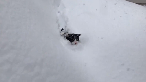  ラッセル中盤ハチくん