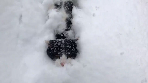 ラッセルハチくんアップめ