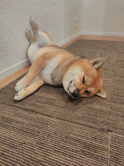 いろんなおにぎりくん