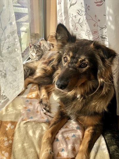 犬と一緒に生き残る防災BOOK