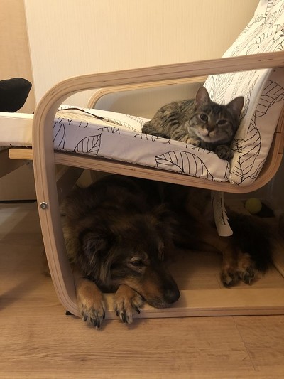 犬と一緒に生き残る防災BOOK