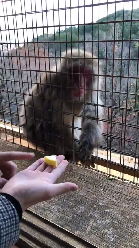 こちらを向くおサルさん