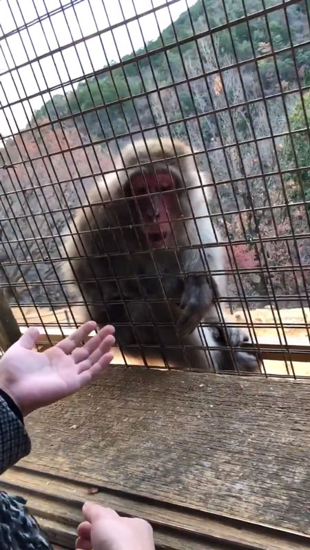 手元を見るおサルさん