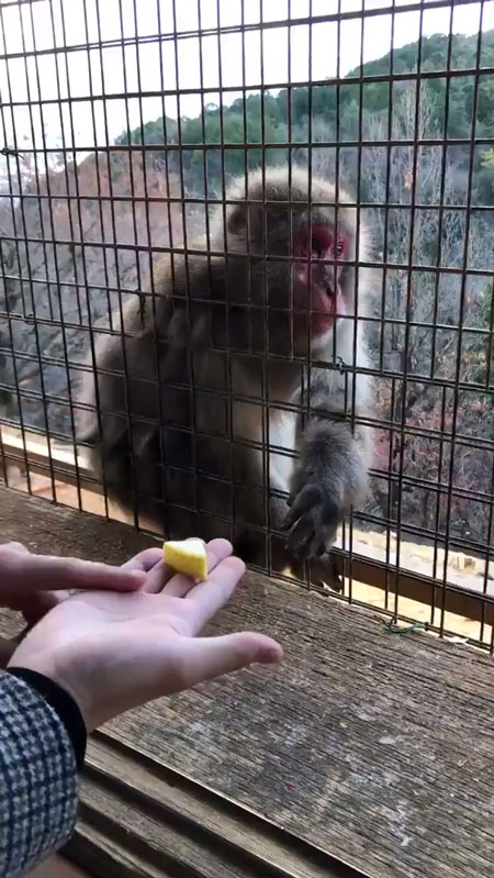 そっぽを向くおサルさん