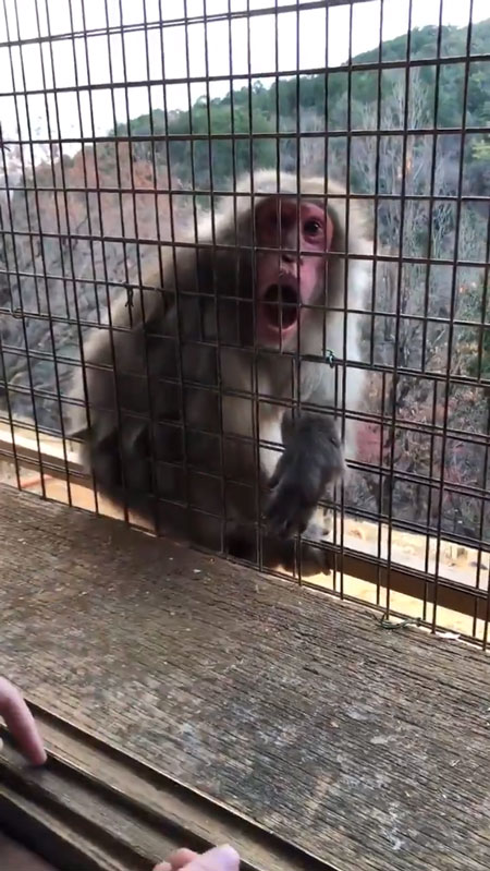 びっくりして大きな口を開けるおサルさん