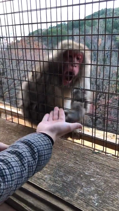 びっくりして手を出すおサルさん