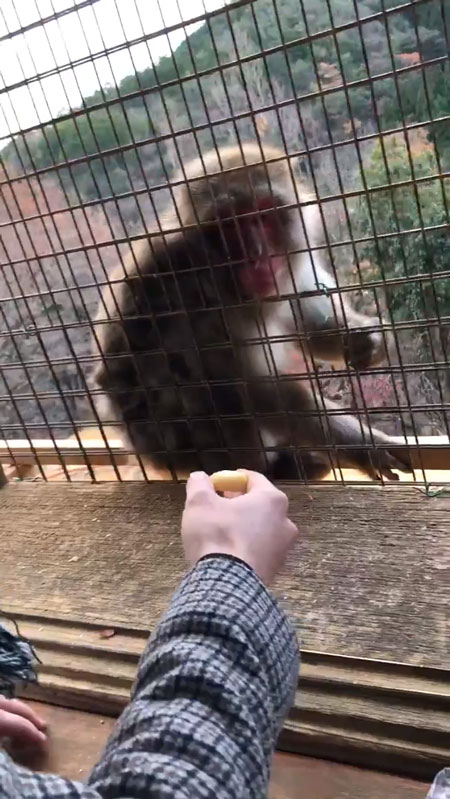 リンゴを見せる撮影者さん