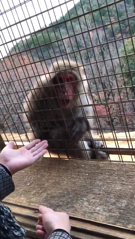 口を開けてびっくりするおサルさん