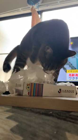 猫 ティッシュ イタズラ 悪事を働いても 責任能力なし 無罪 ねこまるすいさん