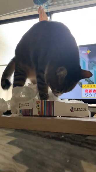 猫 ティッシュ イタズラ 悪事を働いても 責任能力なし 無罪 ねこまるすいさん