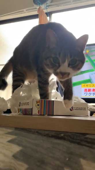猫 ティッシュ イタズラ 悪事を働いても 責任能力なし 無罪 ねこまるすいさん