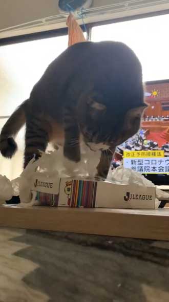 猫 ティッシュ イタズラ 悪事を働いても 責任能力なし 無罪 ねこまるすいさん