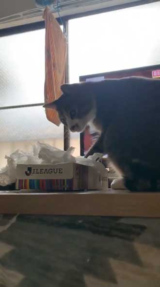 猫 ティッシュ イタズラ 悪事を働いても 責任能力なし 無罪 ねこまるすいさん