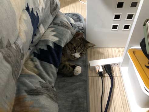 猫 ティッシュ イタズラ 悪事を働いても 責任能力なし 無罪 ねこまるすいさん