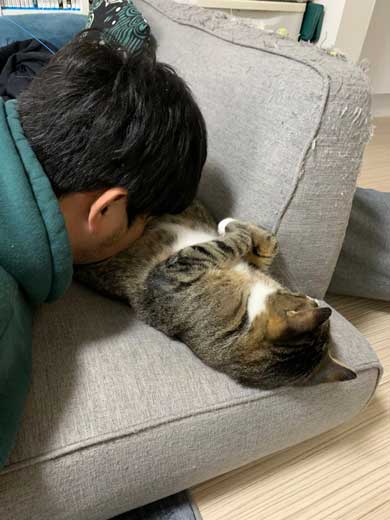 猫 ティッシュ イタズラ 悪事を働いても 責任能力なし 無罪 ねこまるすいさん