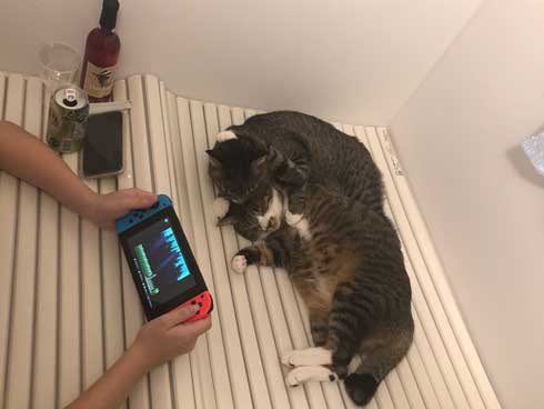 猫 ティッシュ イタズラ 悪事を働いても 責任能力なし 無罪 ねこまるすいさん