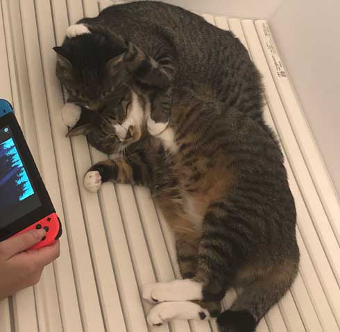 猫 ティッシュ イタズラ 悪事を働いても 責任能力なし 無罪 ねこまるすいさん