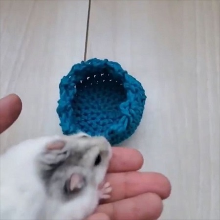 コタツに入るハムスター