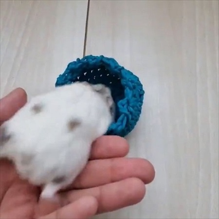 コタツに入るハムスター