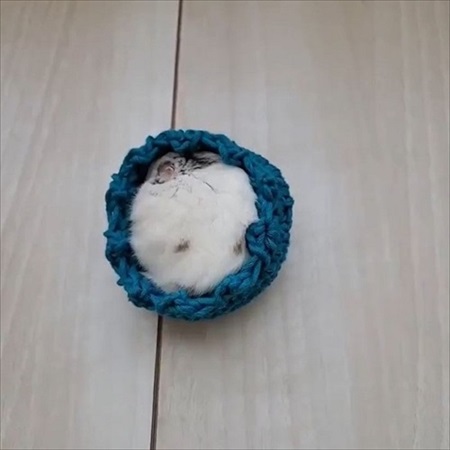 コタツに入るハムスター