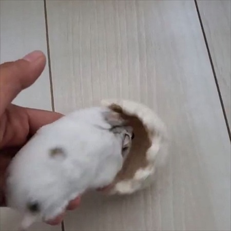 コタツに入るハムスター