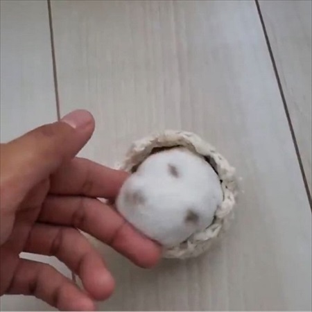 コタツに入るハムスター