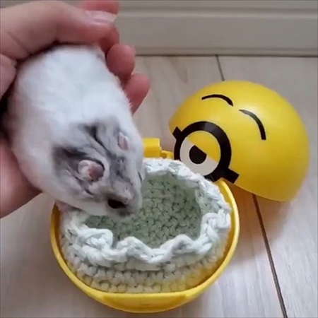 コタツに入るハムスター