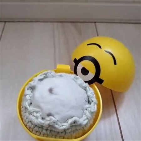 コタツに入るハムスター