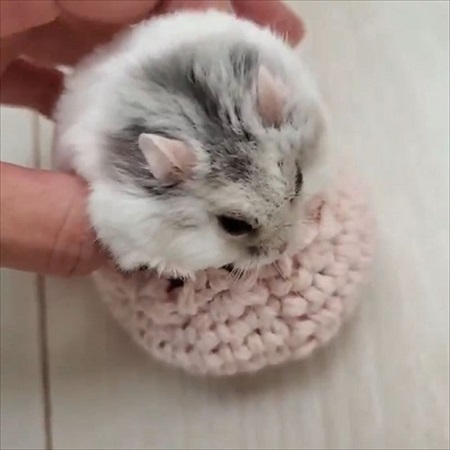 コタツに入るハムスター