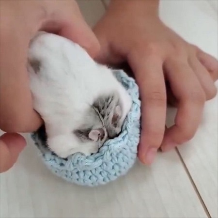 コタツに入るハムスター