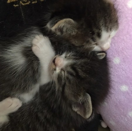 「猫にゃんを保護した話」