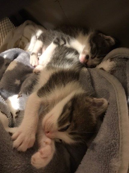 「猫にゃんを保護した話」