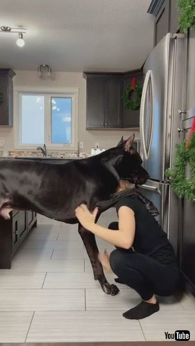 「Great Dane Is Taller Than Human || ViralHog」