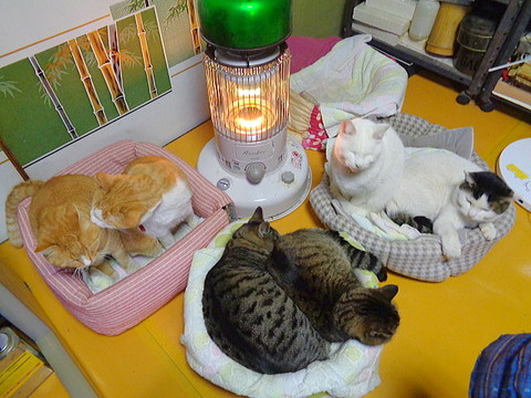 「炎を信仰する獣たち」