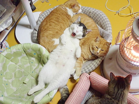 自由なネコちゃん