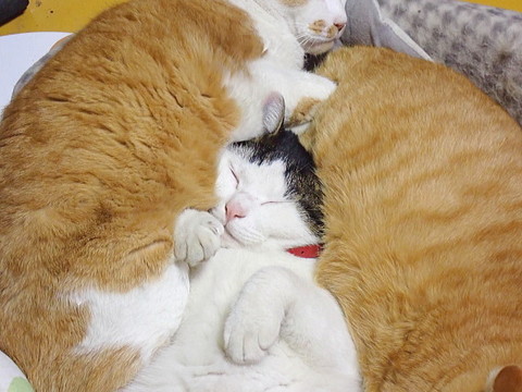 埋没ネコちゃん