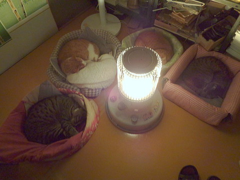 「炎を信仰する獣たち」