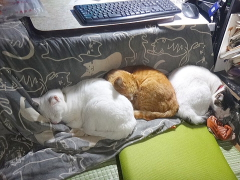 コタツ教ネコちゃん