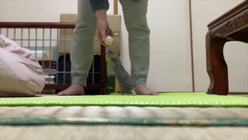 ねずみと人は友だちになれる