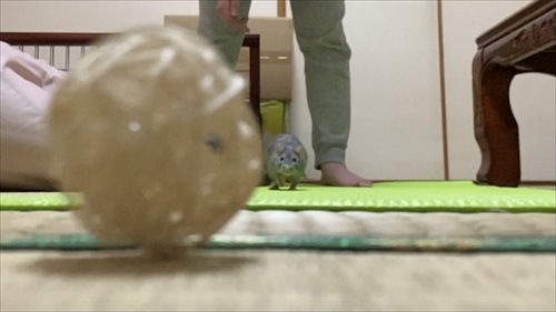 ねずみと人は友だちになれる